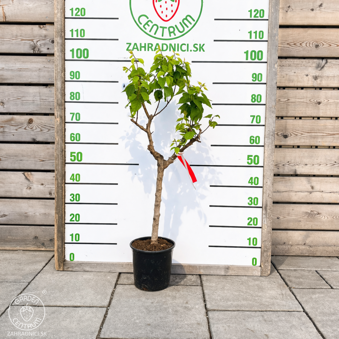 Obrázok Mini marhuľa nízkokmenná (Prunus armeniaca) ´APRIGOLD´® - stredne skorá, výška 60-80 cm, kont. C5L
